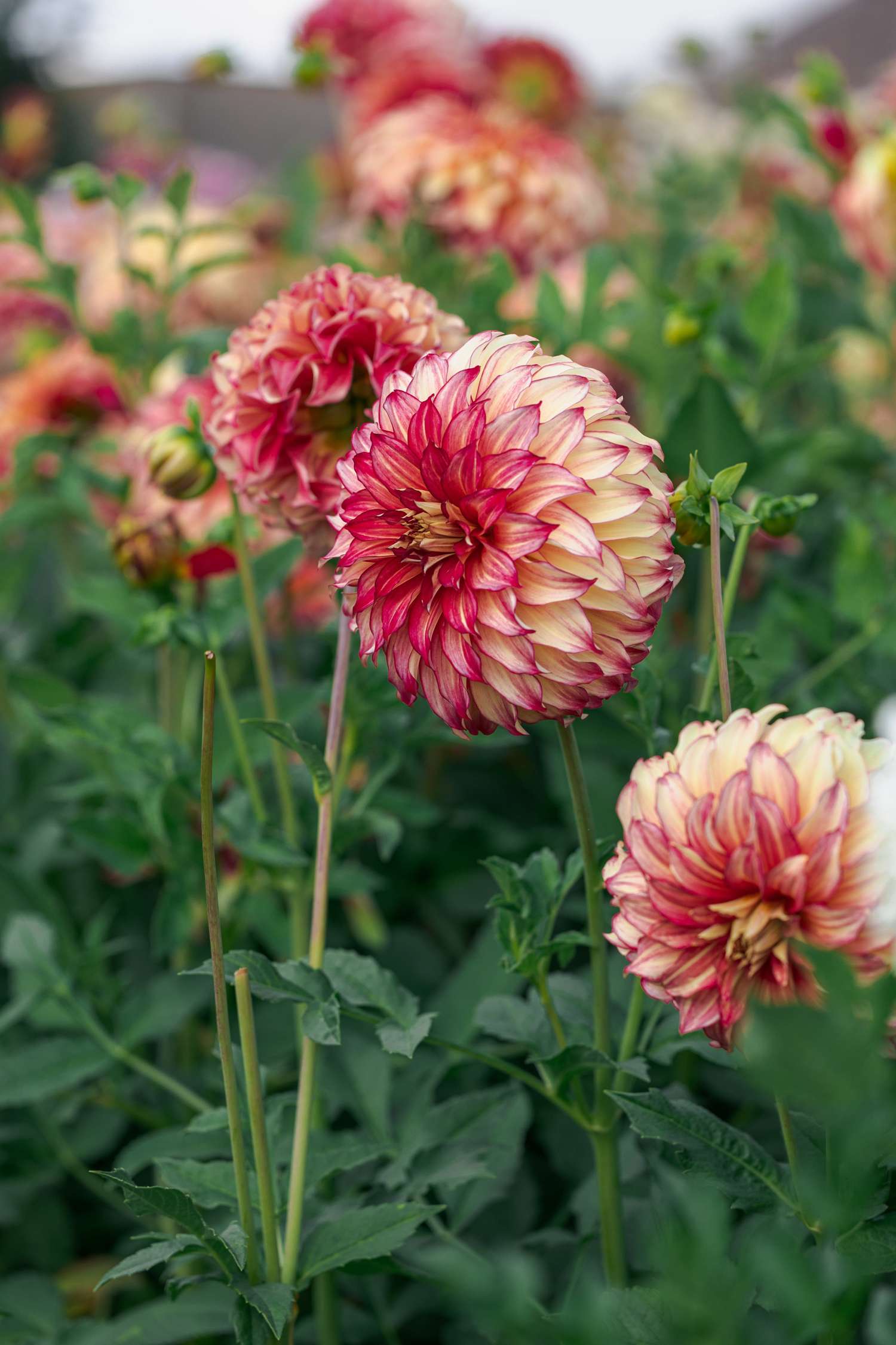 Dahlia 'Lady Darlene'